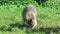 Raccoon Digging Through Grass For Food