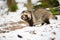 Raccoon dog