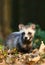 Raccoon dog in forest