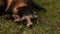 Raccoon dog lying on the grass