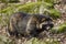 Raccoon dog, Nyctereutes procyonoides