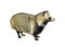 Raccoon Dog Nyctereutes procyonoides