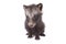 Raccoon dog, Nyctereutes procyonoides