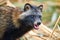 Raccoon Dog Nyctereutes procyonoides in Kazakhstan. Cute wild animals in natural environmen. Atyrau Region. Kazakhstan.
