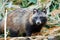 Raccoon Dog Nyctereutes procyonoides in Kazakhstan. Cute wild animals in natural environmen. Atyrau Region. Kazakhstan.