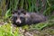 Raccoon dog Nyctereutes procyonoides or mangut laying on the grass bed in thick reeds