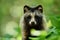 Raccoon dog portrait.