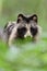 Raccoon dog portrait