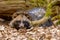 Raccoon dog resting