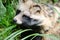 Raccoon dog(tanuki) sitting in the grass