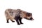 Raccoon Dog on white background