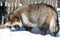 Raccoon dog in winter