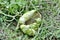 Raccoon-Eaten Watermelon