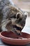 Raccoon Eating