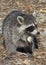 Raccoon Eating Potato Chip