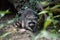 Raccoon eating / Raton laveur mangeant