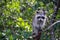 Raccoon at the Everglades, Florida, USA