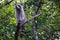 Raccoon at the Everglades, Florida, USA