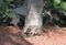 Raccoon Family enjoys a cool day near the beach while eating under the palm trees.