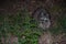 Raccoon, female raccoon. Night shot of a mother looking for food