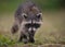 A Raccoon in Florida