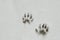 Raccoon Footprints in the Snow