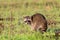A raccoon foraging for breakfast in the early hours of the morning at Bald Knob Wildlife Refuge