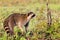 A raccoon foraging for breakfast in the early hours of the morning at Bald Knob Wildlife Refuge