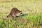 A raccoon foraging for breakfast in the early hours of the morning at Bald Knob Wildlife Refuge