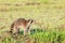 A raccoon foraging for breakfast in the early hours of the morning at Bald Knob Wildlife Refuge