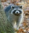 Raccoon in a Forest