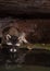 Raccoon is getting a drink of water from a moss covered tank under a sandstone overhang. The still water is reflecting it`s face