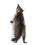 Raccoon getting to know on hind legs, looking up, isolated