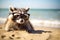 raccoon in glasses at the beach in sunny weather resting on warm sand