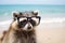 raccoon in glasses at the beach in sunny weather resting on warm sand
