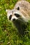 Raccoon in grass