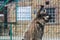 Raccoon hanging on cage in zoo