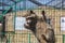 Raccoon hanging on cage in zoo