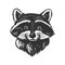 Raccoon head engraving vector