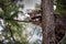 Raccoon hiding in a tree