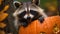 a raccoon holding a pumpkin