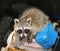 Raccoon inside a garbage can