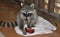 Raccoon Kit eating an apple