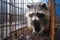 Raccoon locked in cage. Skinny lonely Raccoon in cramped jail behind bars with sad look. Ideal for use in articles about