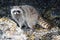 Raccoon looking for food between rocks , Vancouver, BC,Canada