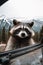 A raccoon looking out the window of a car. Generative AI image.