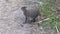 Raccoon looking for turtle eggs