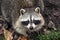 A raccoon looking up in Toronto, Canada