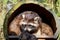 A raccoon looks straight into the camera