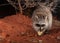 A raccoon looks strait into the camera as it enjoys a midnight snack of pear apple on a chilly winter night